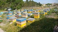 بجهود-الخبراء-في-جامعة-آزاد-الانتهاء-من-آلية-إنتاج-العسل-المُحسن