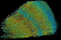 نقشه‌برداری سه‌بعدی از نمونه‌ مغز انسان به اندازه یک دانه خشخاش